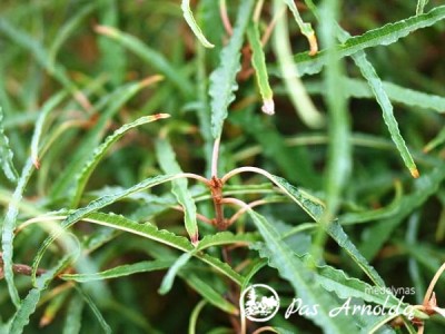 Šaltekšnis paprastasis ,Aspleniifolia' (lot. Frangula alnus)